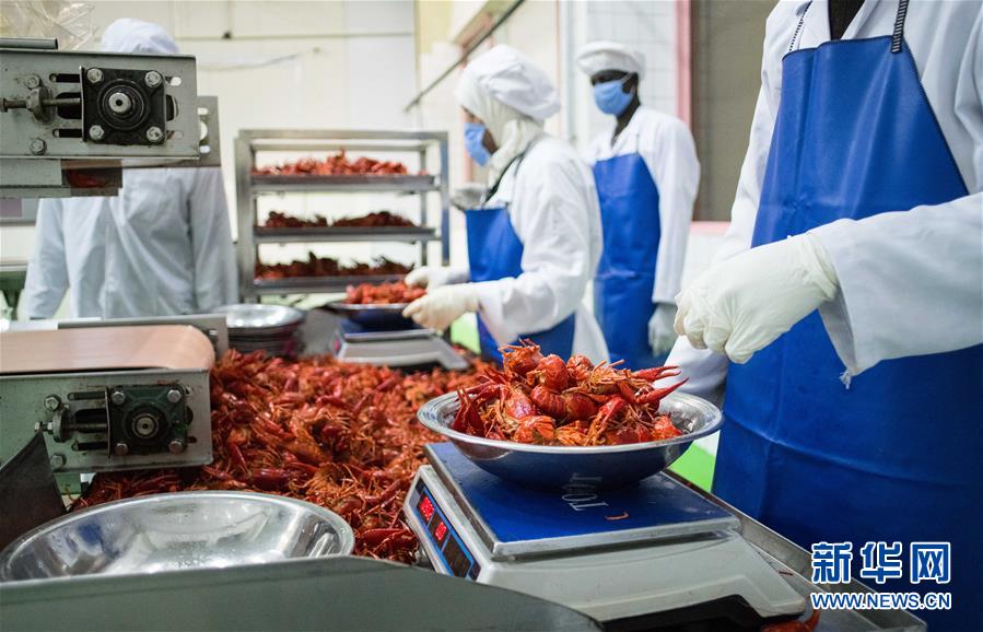 (国际·图文互动)(9)从尼罗河畔到中国餐桌——一只“洋”小龙虾的36小时旅程