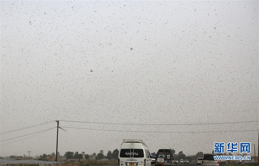 （国际）（1）也门遭遇蝗灾