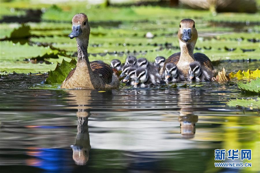 （国际）（1）野生小树鸭在新加坡滨海湾花园亮相