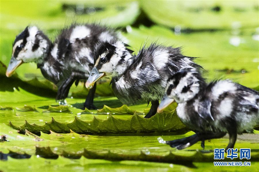 （国际）（3）野生小树鸭在新加坡滨海湾花园亮相