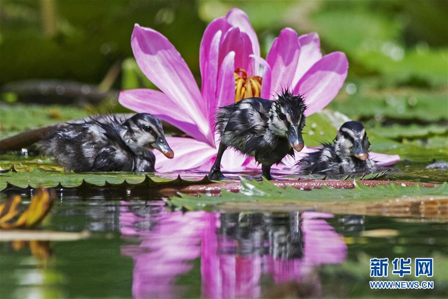 （国际）（4）野生小树鸭在新加坡滨海湾花园亮相