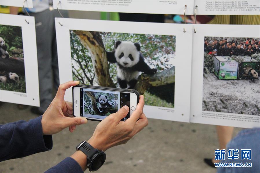 （國際·圖文互動）中國攝影師在泰國舉辦大熊貓攝影展