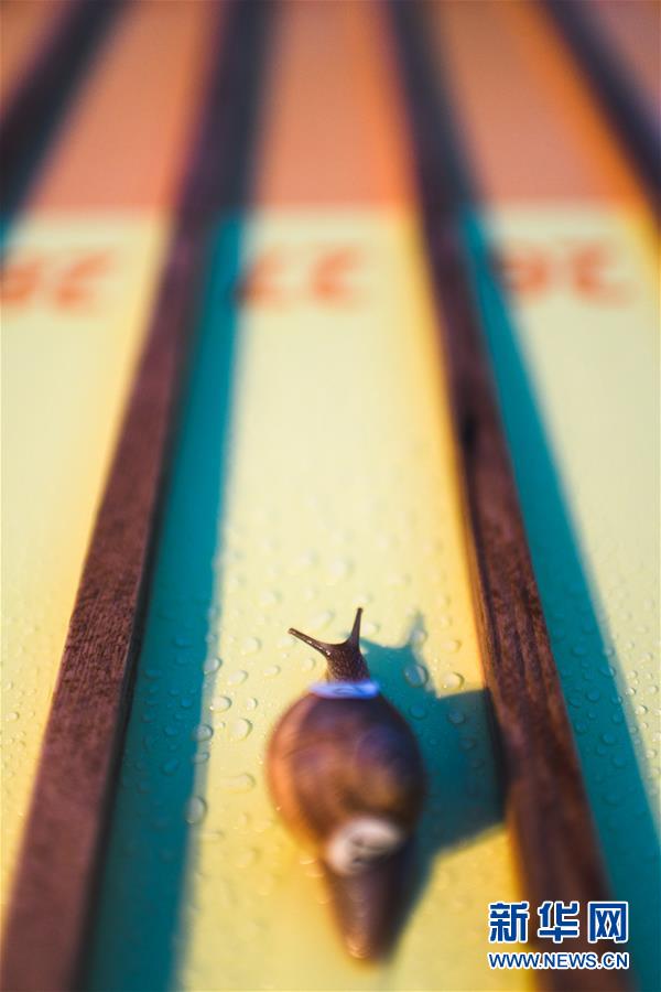 （新华视界）（2）蜗牛赛跑锦标赛