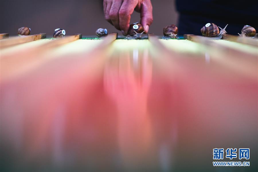 （新华视界）（3）蜗牛赛跑锦标赛