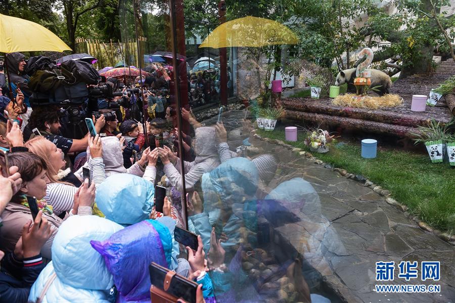 (国际)(2)莫斯科动物园为大熊猫“如意”和“丁丁”庆生