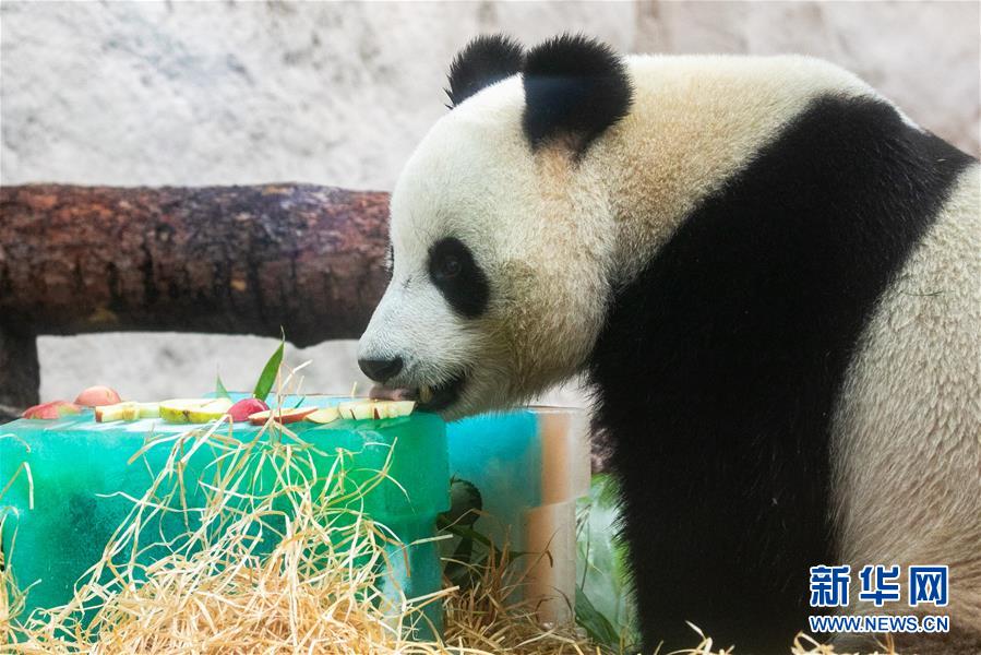 （国际）（5）莫斯科动物园为大熊猫“如意”和“丁丁”庆生