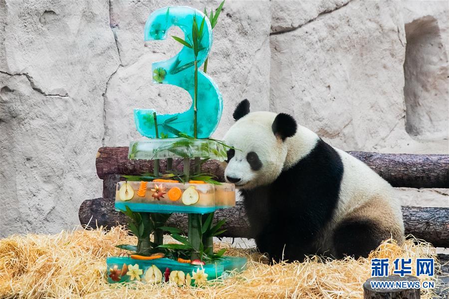 （国际）（9）莫斯科动物园为大熊猫“如意”和“丁丁”庆生