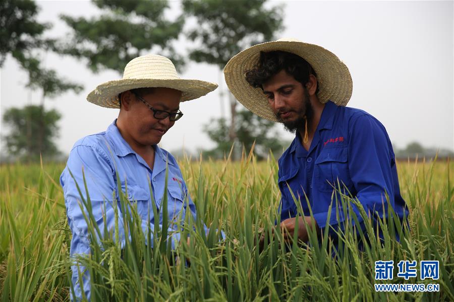 （国际·图文互动）（3）通讯：达则兼济天下——记在巴基斯坦教授杂交水稻技术的中国专家