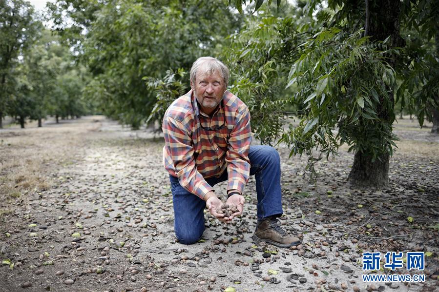 (国际·图文互动)(4)通讯:期待美中尽早达成贸易协议——飓风和关税夹击下的美国山核桃种植户盼重回中国市场