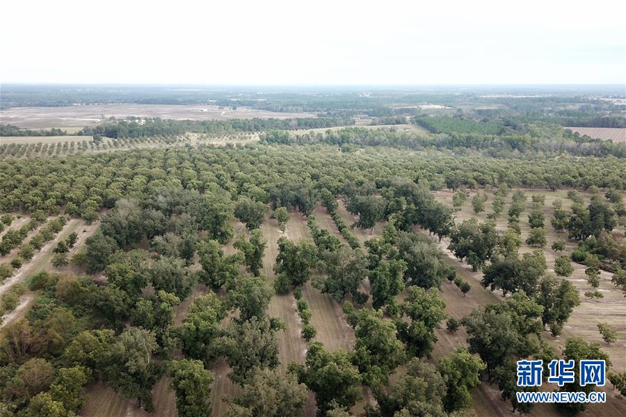 (国际·图文互动)(6)通讯:期待美中尽早达成贸易协议——飓风和关税夹击下的美国山核桃种植户盼重回中国市场