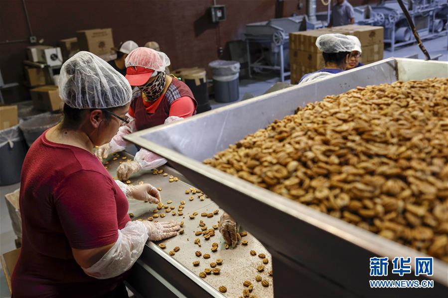 (国际·图文互动)(7)通讯:期待美中尽早达成贸易协议——飓风和关税夹击下的美国山核桃种植户盼重回中国市场