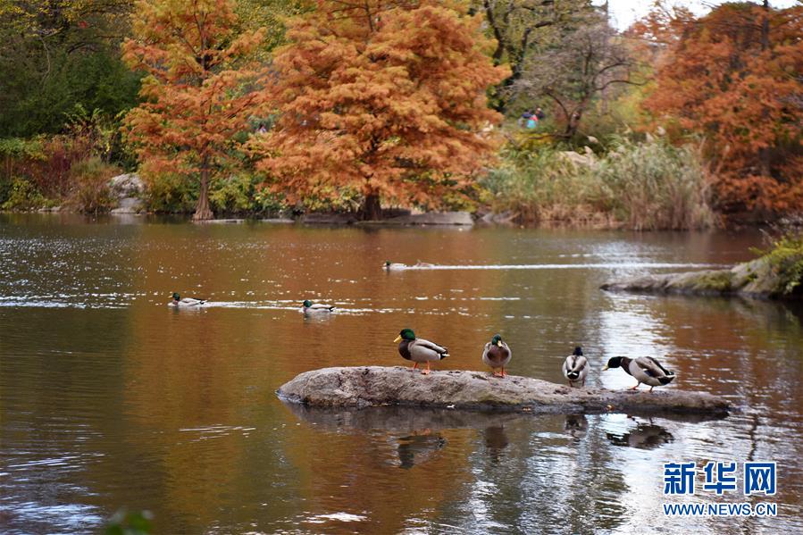 （国际）（11）纽约深秋