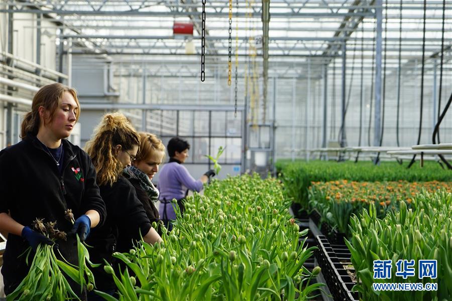 （图文互动）（2）&ldquo;空中丝路&rdquo;架金桥 荷兰郁金香绽放中国牡丹之乡