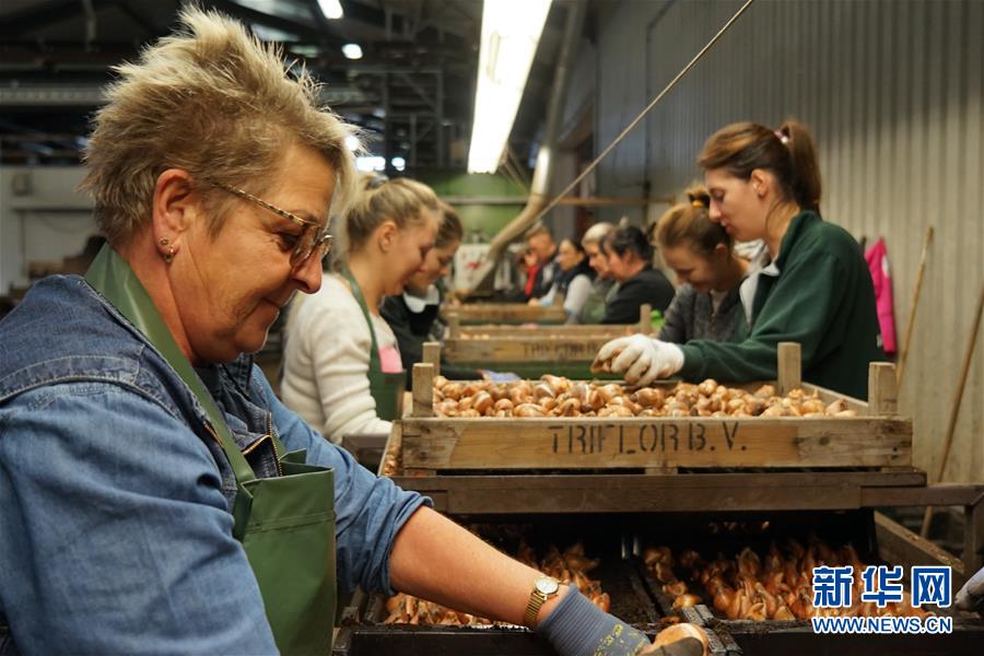 （图文互动）（3）&ldquo;空中丝路&rdquo;架金桥 荷兰郁金香绽放中国牡丹之乡