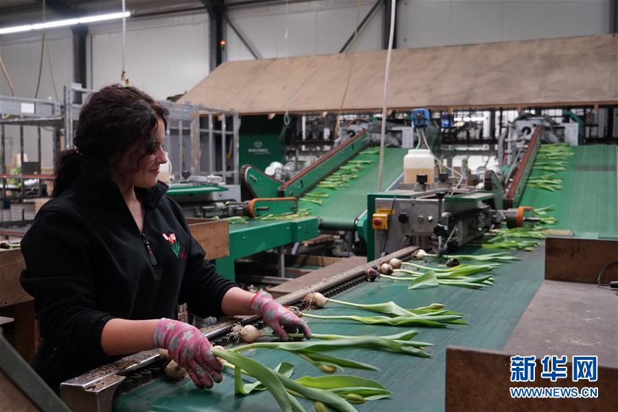 （图文互动）（4）&ldquo;空中丝路&rdquo;架金桥 荷兰郁金香绽放中国牡丹之乡