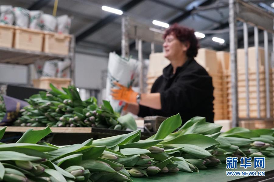 （图文互动）（5）&ldquo;空中丝路&rdquo;架金桥 荷兰郁金香绽放中国牡丹之乡