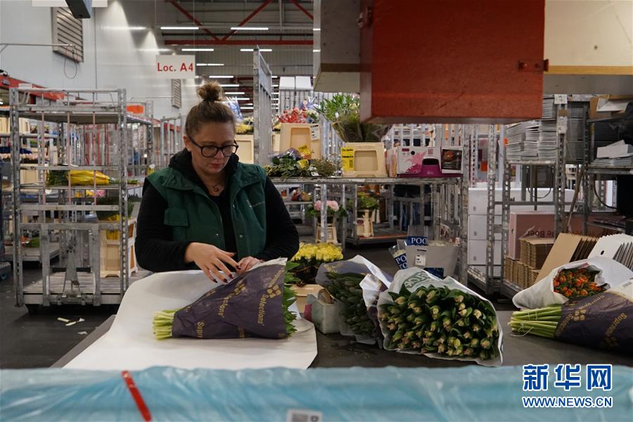 （图文互动）（6）&ldquo;空中丝路&rdquo;架金桥 荷兰郁金香绽放中国牡丹之乡