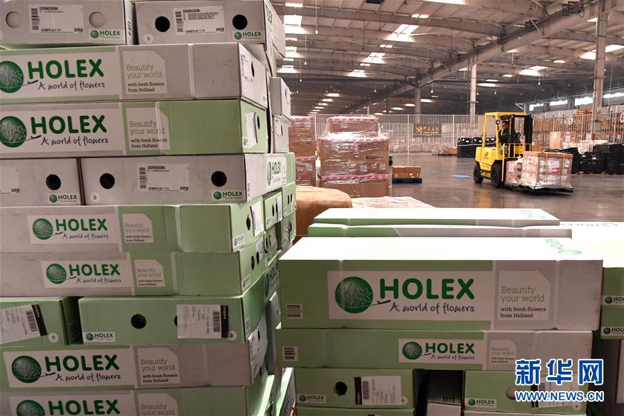 （图文互动）（9）&ldquo;空中丝路&rdquo;架金桥 荷兰郁金香绽放中国牡丹之乡