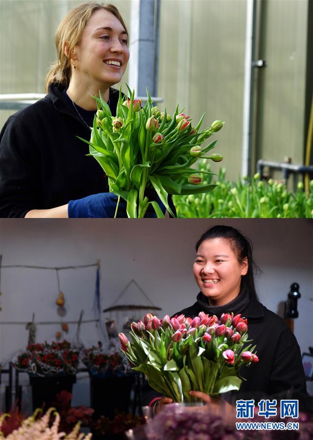（图文互动）（10）&ldquo;空中丝路&rdquo;架金桥 荷兰郁金香绽放中国牡丹之乡