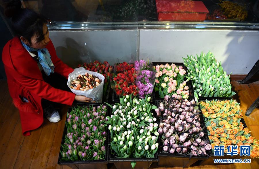 （图文互动）（13）&ldquo;空中丝路&rdquo;架金桥 荷兰郁金香绽放中国牡丹之乡