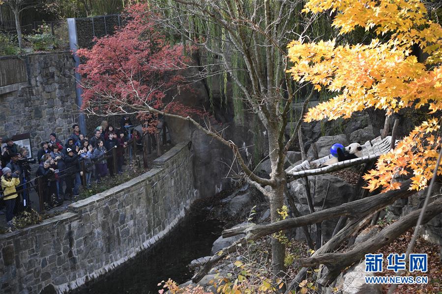 (国际)(1)旅美大熊猫“贝贝”回国欢送活动启动