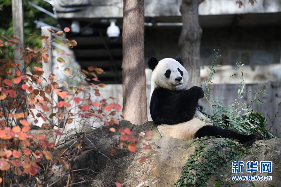 （國際）（4）旅美大熊貓“貝貝”回國歡送活動啟動