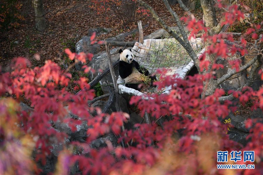 （國際）（1）旅美大熊貓“貝貝”接受回國前最後一次體檢