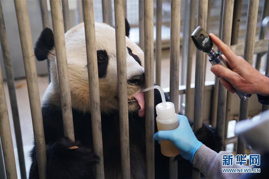 （國際）（3）旅美大熊貓“貝貝”接受回國前最後一次體檢