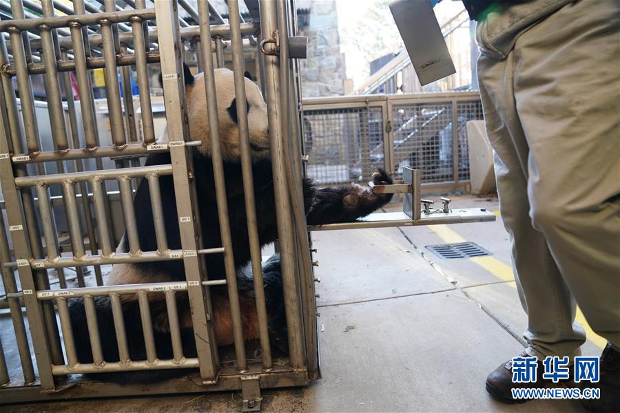 （國際）（4）旅美大熊貓“貝貝”接受回國前最後一次體檢