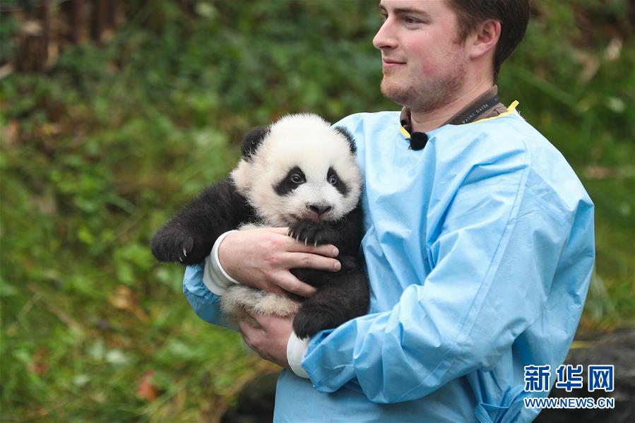 （国际）（4）比利时出生的大熊猫双胞胎取名“宝弟”“宝妹”