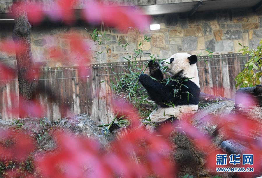（國際）（2）旅美大熊貓“貝貝”啟程回國