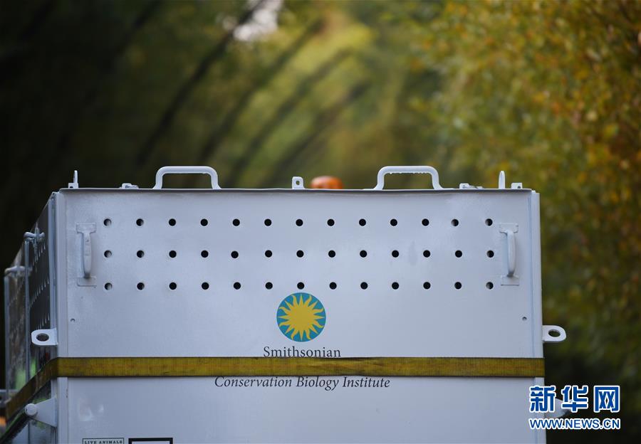 （国际）（4）旅美大熊猫&ldquo;贝贝&rdquo;启程回国