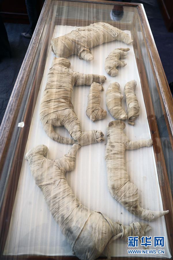 (国际)(2)埃及塞加拉发现数十具距今约2700年的动物木乃伊