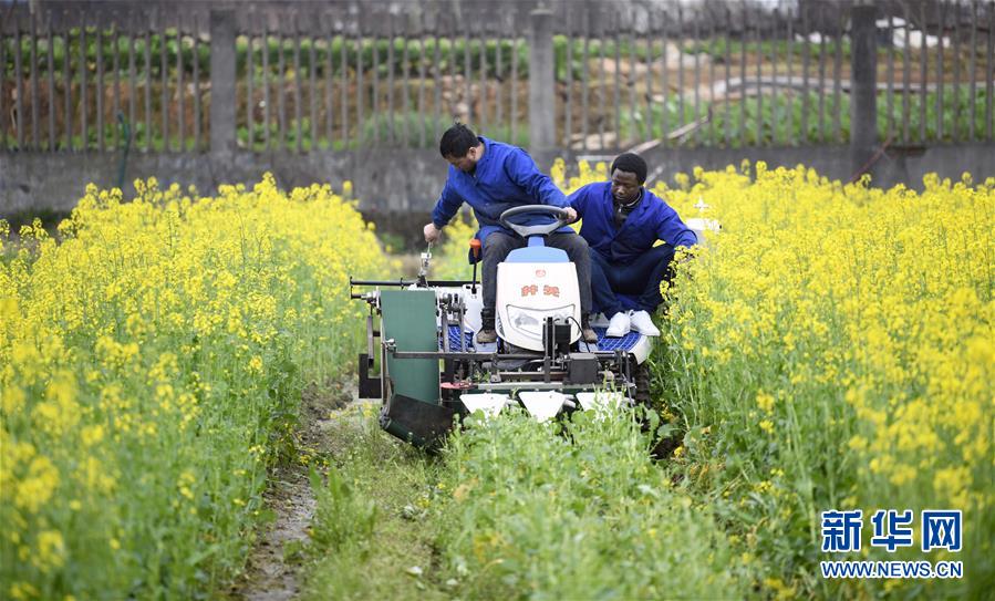 (在习近平新时代中国特色社会主义思想指引下——新时代新作为新篇章·总书记关切开放事·图文互动)(10)来中国“学种地”的“洋学生”