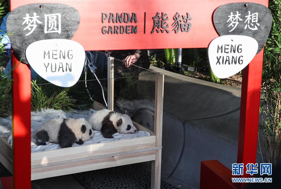 (国际)(11)在德出生大熊猫双胞胎命名为“梦想”“梦圆”