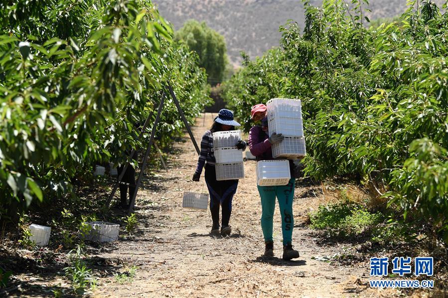 （图文互动）（1）中国消费的&ldquo;车厘子需求&rdquo;，智利果农的&ldquo;好日子盼头&rdquo;&mdash;&mdash;新华社记者追踪车厘子产业链
