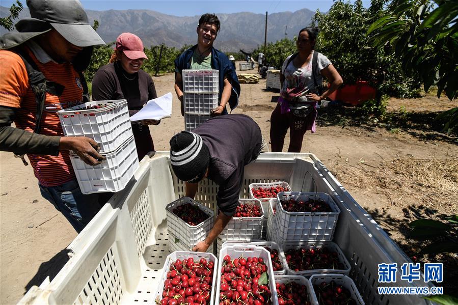 （图文互动）（2）中国消费的&ldquo;车厘子需求&rdquo;，智利果农的&ldquo;好日子盼头&rdquo;&mdash;&mdash;新华社记者追踪车厘子产业链