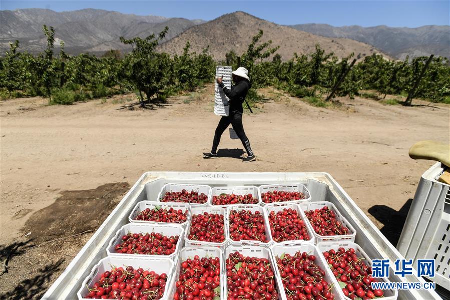 （图文互动）（3）中国消费的&ldquo;车厘子需求&rdquo;，智利果农的&ldquo;好日子盼头&rdquo;&mdash;&mdash;新华社记者追踪车厘子产业链