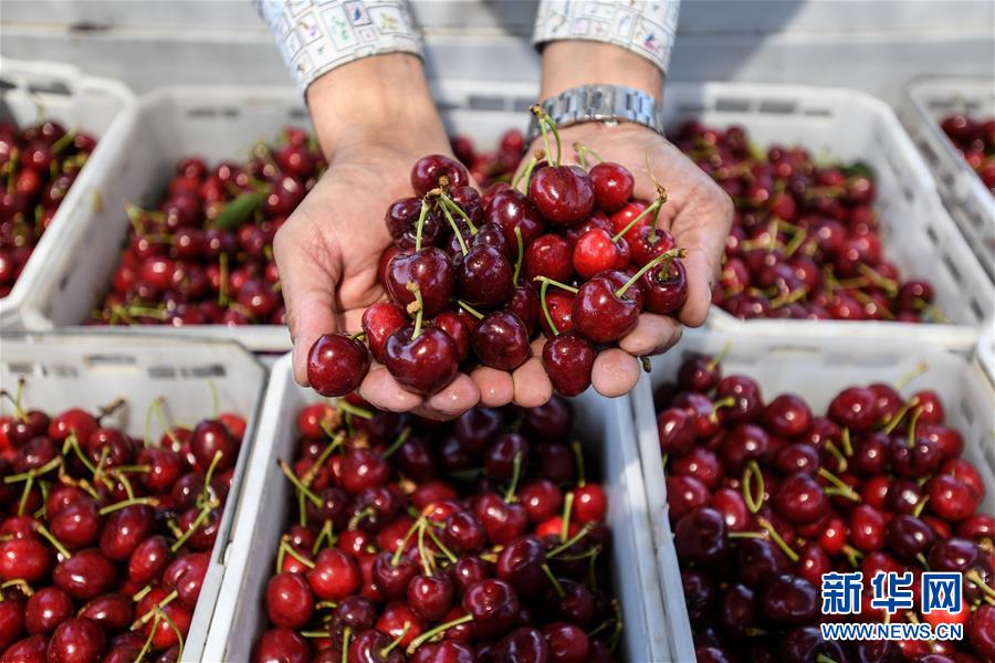 （图文互动）（4）中国消费的&ldquo;车厘子需求&rdquo;，智利果农的&ldquo;好日子盼头&rdquo;&mdash;&mdash;新华社记者追踪车厘子产业链