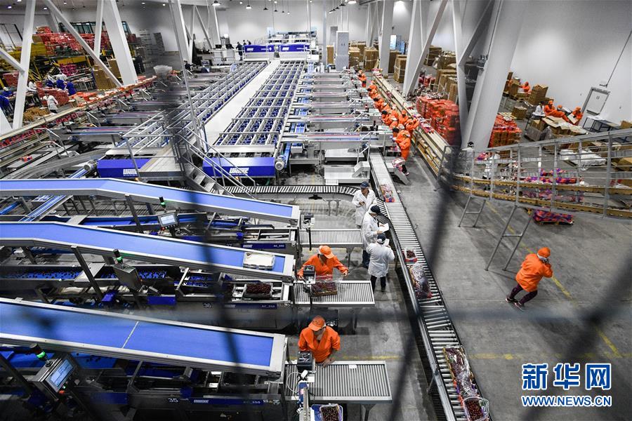 （图文互动）（5）中国消费的&ldquo;车厘子需求&rdquo;，智利果农的&ldquo;好日子盼头&rdquo;&mdash;&mdash;新华社记者追踪车厘子产业链