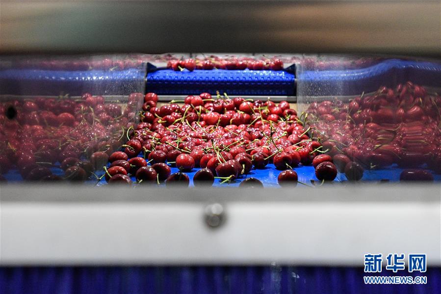 （图文互动）（6）中国消费的&ldquo;车厘子需求&rdquo;，智利果农的&ldquo;好日子盼头&rdquo;&mdash;&mdash;新华社记者追踪车厘子产业链