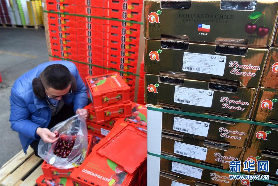 （图文互动）（9）中国消费的&ldquo;车厘子需求&rdquo;，智利果农的&ldquo;好日子盼头&rdquo;&mdash;&mdash;新华社记者追踪车厘子产业链