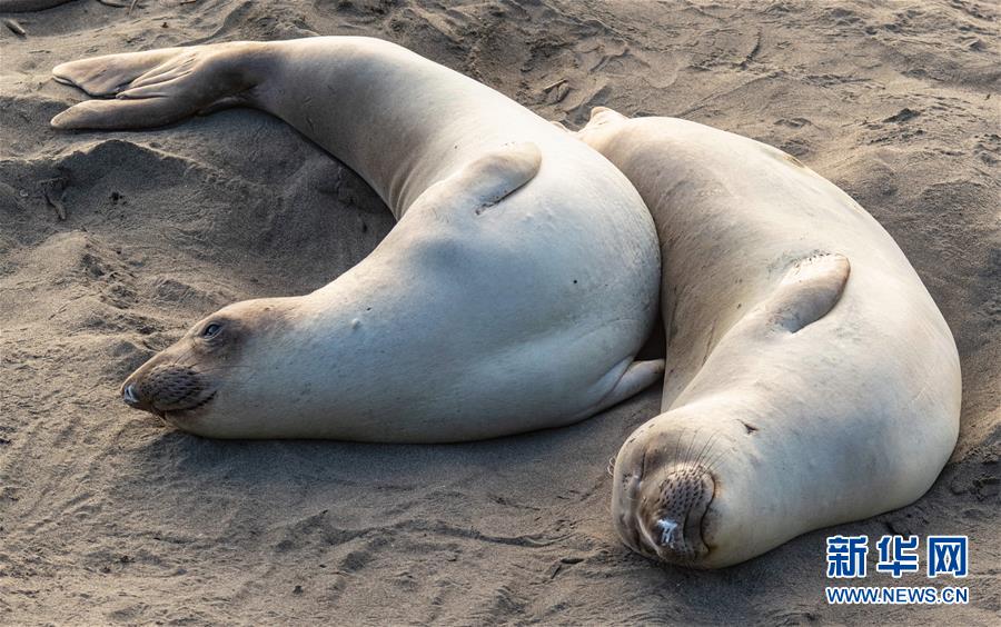 （国际&middot;一周看天下）象海豹