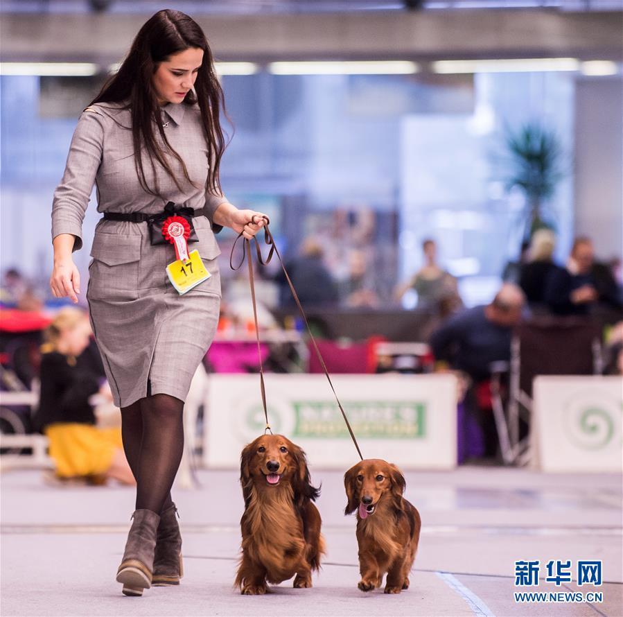 （国际）（3）立陶宛首都举办国际狗展