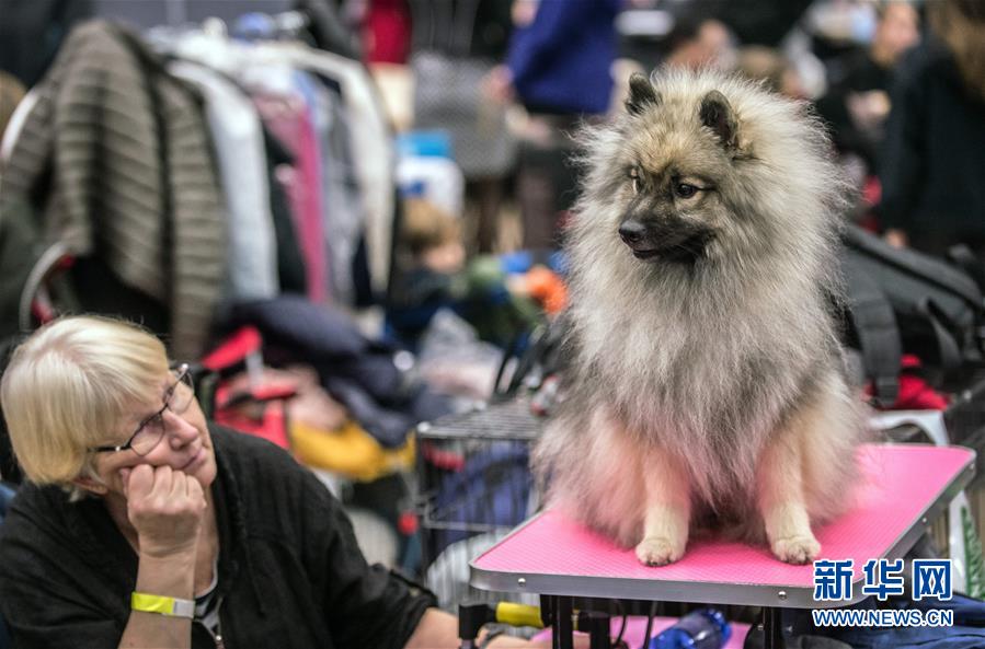 （国际）（4）立陶宛首都举办国际狗展