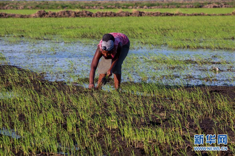 （国际）（5）中国农业技术帮助莫桑比克改善粮食问题