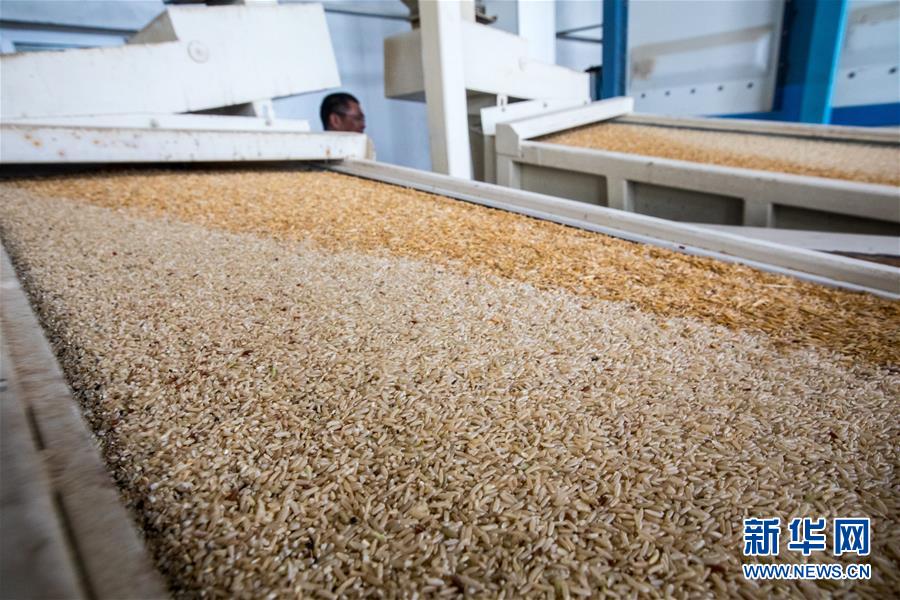 （国际）（7）中国农业技术帮助莫桑比克改善粮食问题