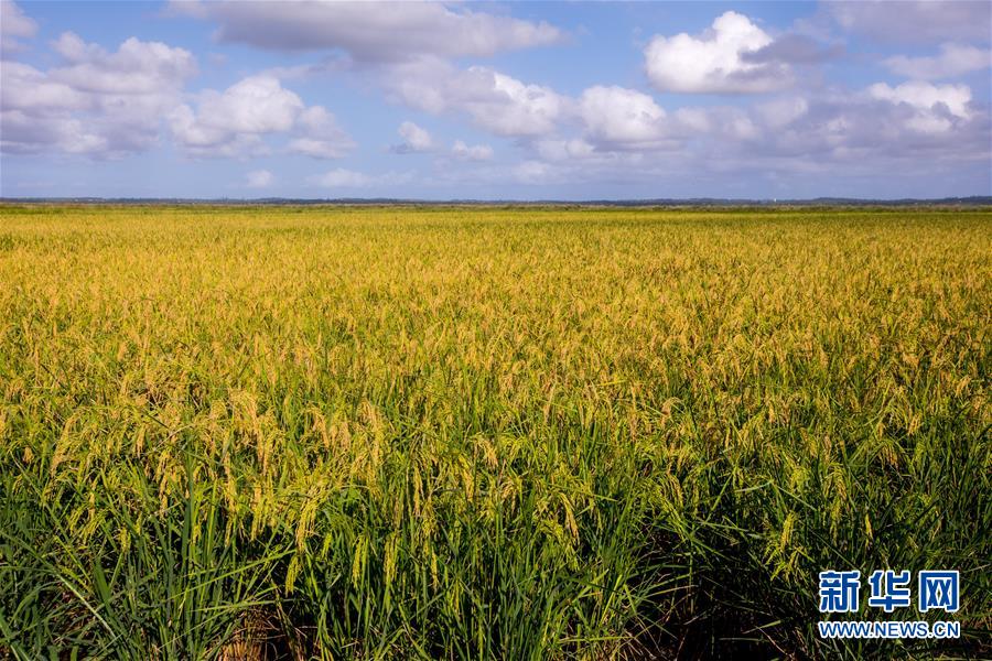 （国际）（8）中国农业技术帮助莫桑比克改善粮食问题