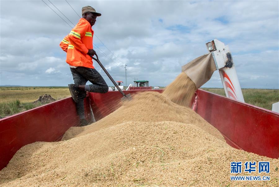 （国际）（9）中国农业技术帮助莫桑比克改善粮食问题