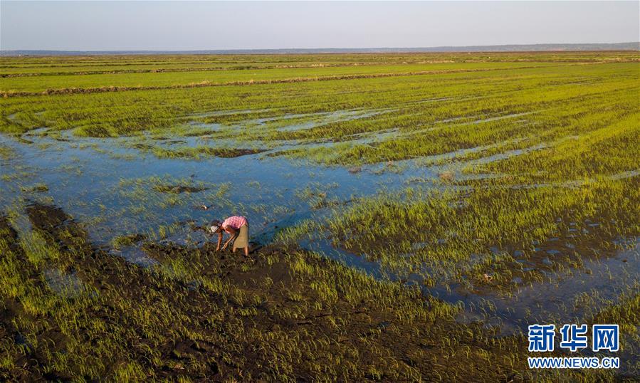 （国际）（11）中国农业技术帮助莫桑比克改善粮食问题